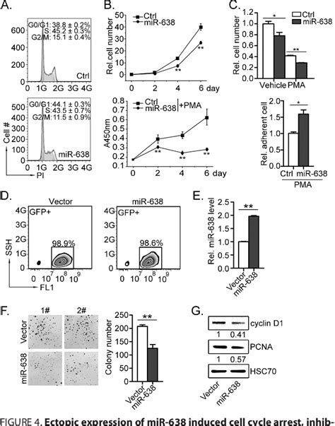 Figure From Mir Regulates Differentiation And Proliferation In