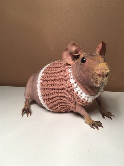 Guinea Pig Sweater Etsy