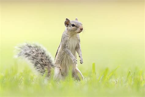 Indian Palm Squirrel - Francis J Taylor Photography