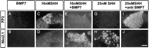 Cooperation Of BMP7 And SHH In The Induction Of Forebrain Ventral