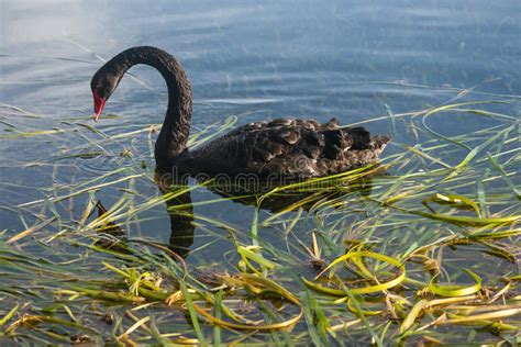 Cisne Preta O Cisne Novo Que Procura Pelo Alimento Foto De Stock