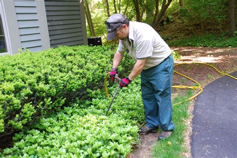 Do I Need To Fertilize My Trees And Shrubs Before Winter