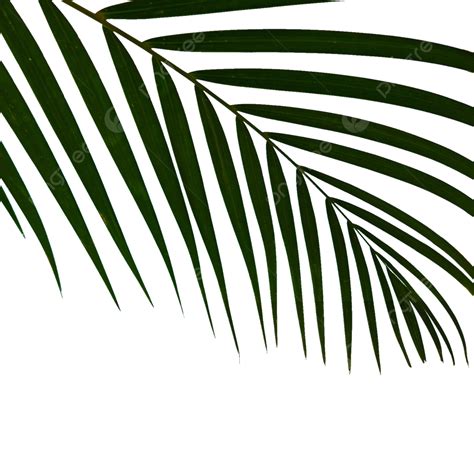 Palm Tree Leaves Clipart Hd PNG, Leaves Of Palm Tree, Tree, Palm Tree ...