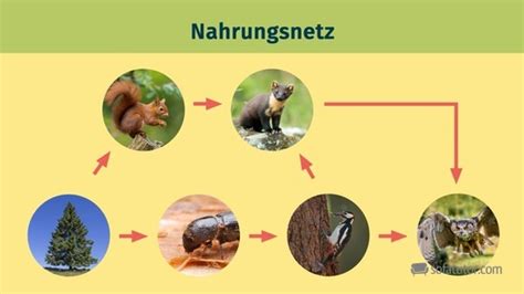 Nahrungskette Und Nahrungsnetz Definition Zusammenfassung Easy Schule