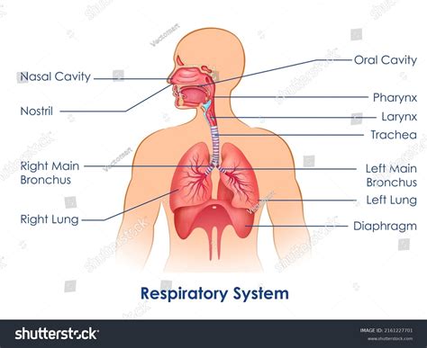 Human Respiratory System Diagram For Kids