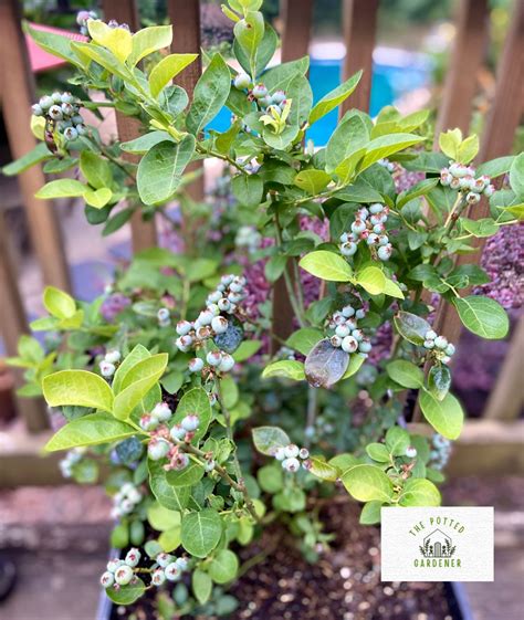 How To Grow Blueberries Indoors Complete Care Guide The Potted Gardener