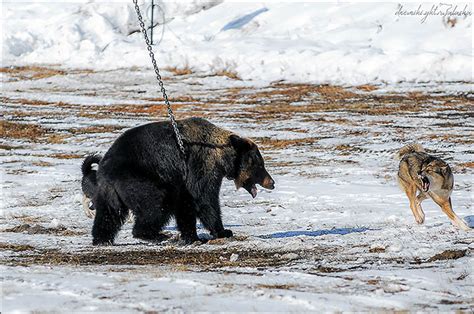 Competition To Train Laika Dogs In Yakutia Testing Their Skills On A