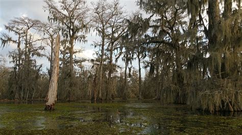 Cypress Swamp Louisiana Lake - Free photo on Pixabay - Pixabay