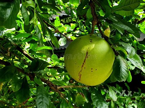 Green Fruit of the Calabash Tree Stock Image - Image of group ...