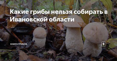 Какие грибы нельзя собирать в Ивановской области | Книга Грибов | Дзен