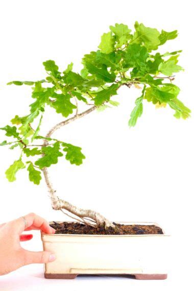 English Oak Bonsai Tree Quercus Robur Bonsai Trees For Sale Uk