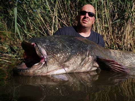 Welsfischen Am Ebro Im Juli 2022 Extreme Ebrofishing