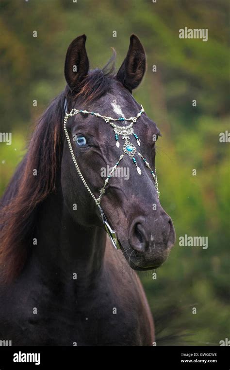 American Quarter Horse. Portrait of black adult with show headstall ...