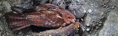 Oilbird Cave – Birdwatching Conservation Association