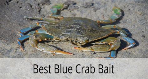 Best Bait For Blue Crabs 2022 How To Catch Blue Crabs Easy And Best Way