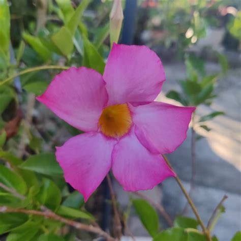 Mandevilla Sanderi Syn Dipladenia Sanderi Brazilian Jasmine