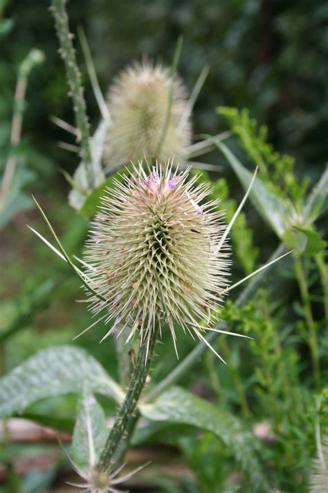 Thistle Flower | OpenGameArt.org