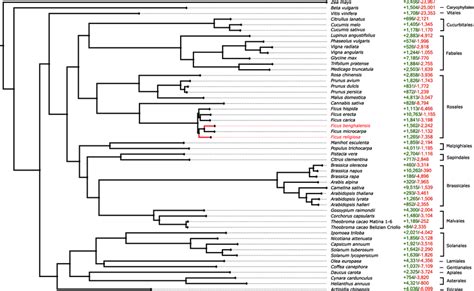 Phylogenetic Position Of The Ficus Trees Species Phylogenetic Tree Of