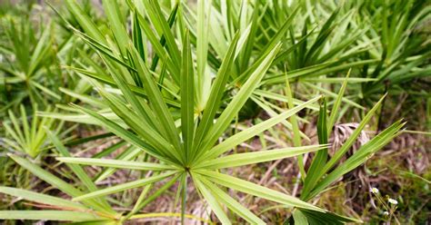 5 Promising Benefits and Uses of Saw Palmetto