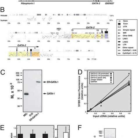 Gata Dependent Repression Of Transcription From S And G Gata