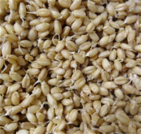 Organic Essene Bread - Sprouted Khorasan 1kg (Pure Life) - Farm Fresh ...