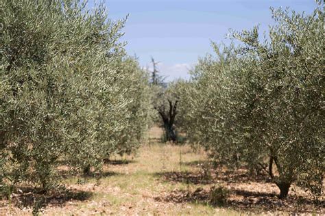 Attrezzature Per L Enologia Frutta Olive Zambelli Enotech S R L