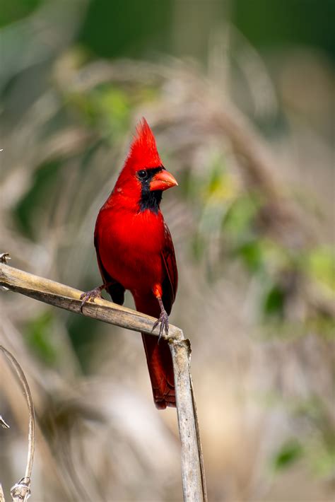 Northern Cardinal Perched