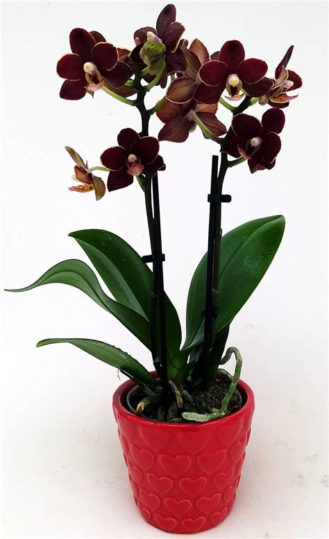 POWERS TO FLOWERS ORCHIDEA PHALAENOPSIS NERA IN VASO CERAMICA CUORI