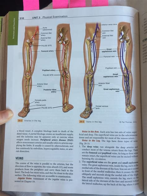 Peripheral Vascular System And Lymphatic System Page 2 Diagram Quizlet