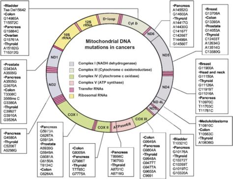 Human Mitochondrial Dna Mtdna Map And Mutations In Ca Open I