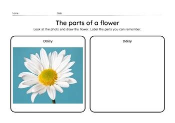 Parts of a flower | Flower anatomy drawing K1-K2 Science by Nicole Basham