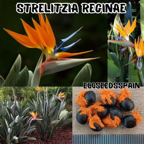 Strelitzia Reginae Graines Orange Oiseau De Paradis Plante Rare