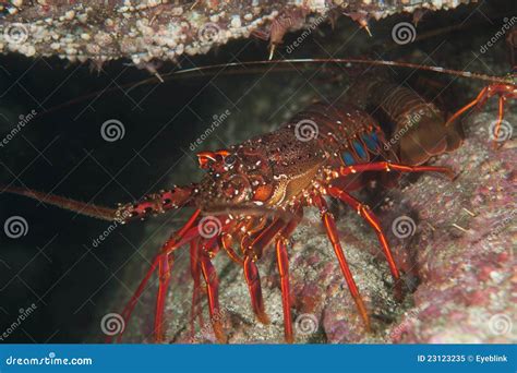 Japanese Spiny Lobster Stock Image Image Of Life Ocean 23123235