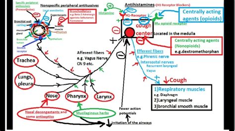 Pharmacology Of Antitussive Drugs Cough Suppressants Youtube