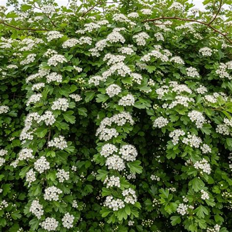 cm common hawthorn hedging crataegus monogyna bare root