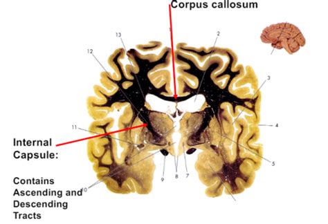 CNS Cells And Synaptic Transmission Flashcards Quizlet