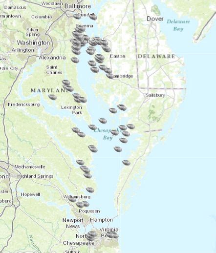 From The Chesapeake Bay Foundation We Planted More Than 29 Million Native Oysters In The Bay