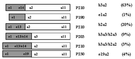 The Diagram Of Several Bcr Abl Fusion Transcripts And Their Frequency