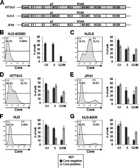 Cell Cycle Analysis Of Huh75 Cells Electroporated With Genomic Rna Of