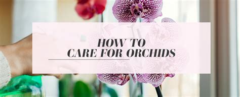 care  orchids    ode  la rose