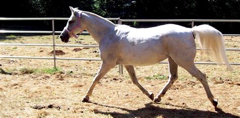 Carrying tail high: What is this? - The Horse Forum