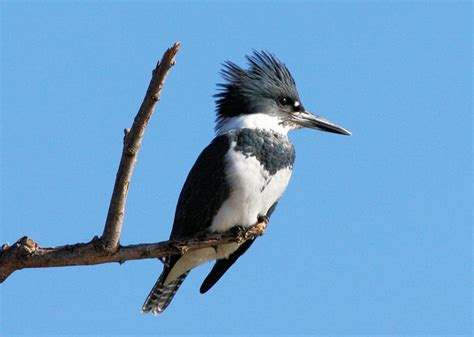 Belted Kingfisher Identification