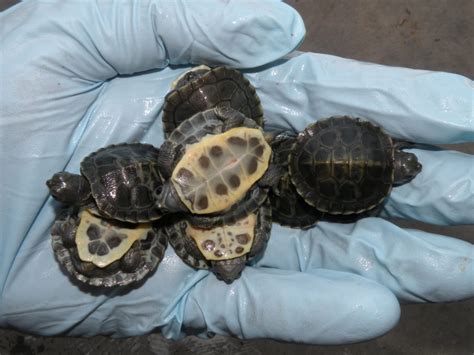 Charcoal Red Eared Sliders For Sale Albino Turtles Turtle Morphs