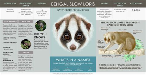 Bengal Slow Loris: Facts, Habitat, Threats | RoundGlass | Sustain