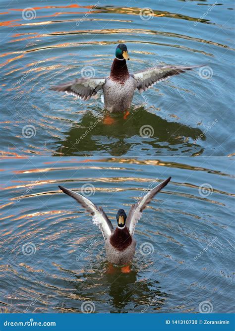 Adult Duck In River Or Lake Water Stock Photo Image Of Feather Lake