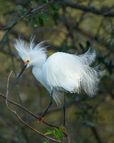 Snowy Egret, Breeding Plumage, Nature Photo, Print - Etsy