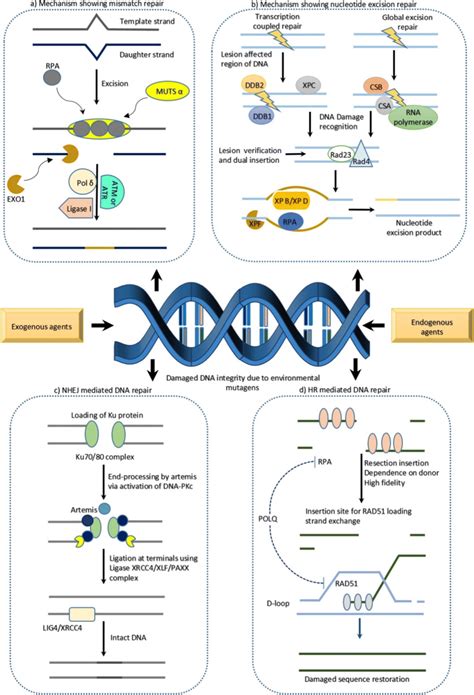 Schematic Representation Of Various DNA Repair Mechanisms Activated