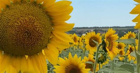 View of Sunflower Field Free Stock Video Footage, Royalty-Free 4K & HD ...