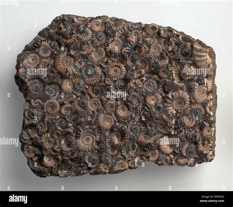 Ammonites In Limestone Hi Res Stock Photography And Images Alamy