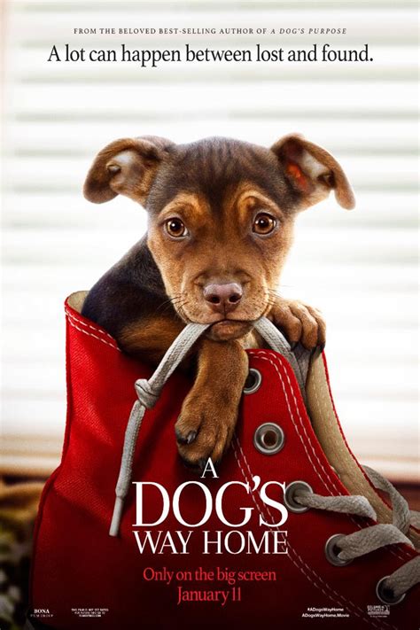 A Dog's Way Home | Santa Rosa Cinemas